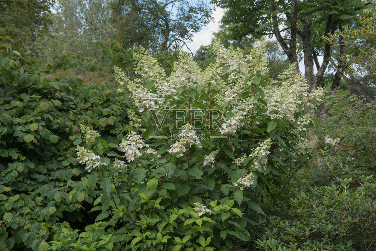 一个圆锥状绣球灌木的花头(绣球“大本”)在乡下德文郡的乡村别墅花园，英国，英格兰照片摄影图片