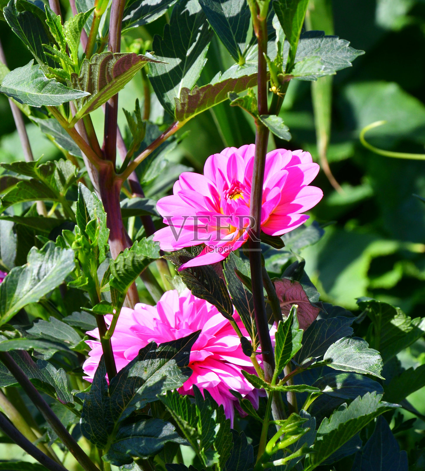 花大丽(拉丁语。大丽花)粉色照片摄影图片
