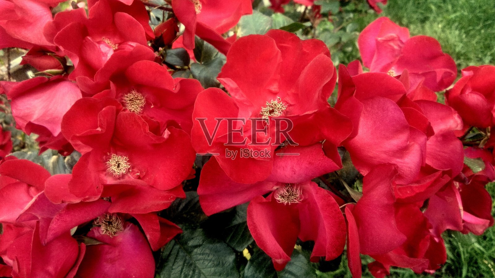 在春天，一簇茂密的公园红玫瑰衬着光泽的深绿色叶子。照片摄影图片