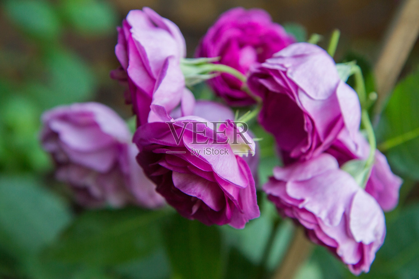 紫色的玫瑰花朵照片摄影图片