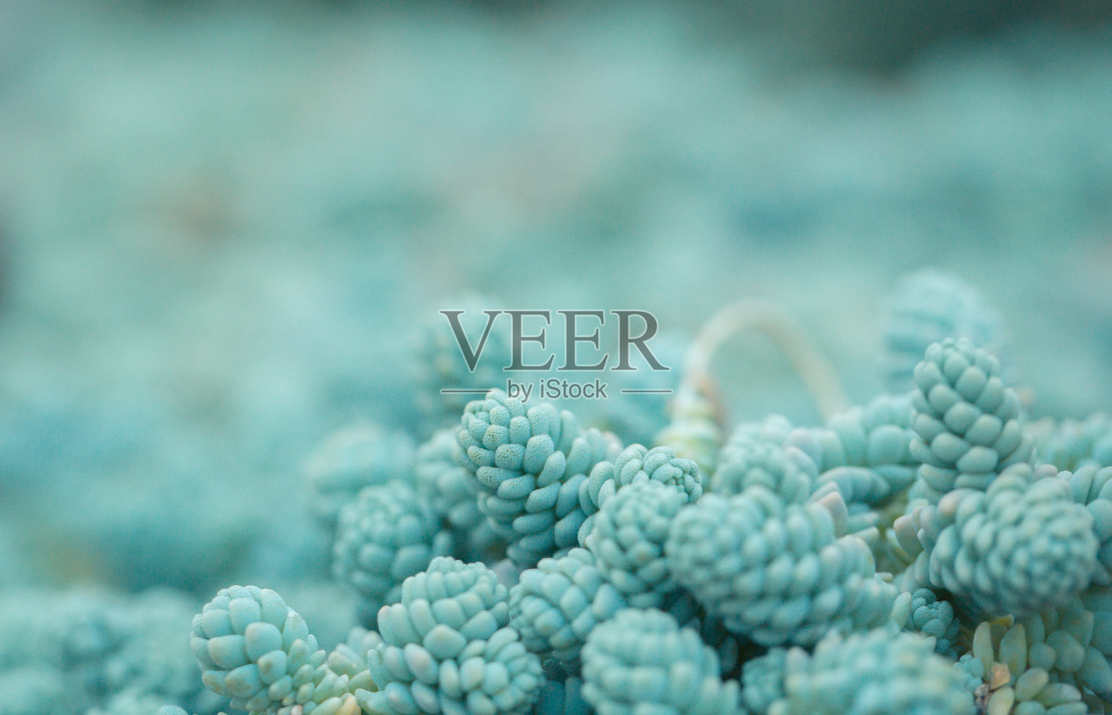 肉质植物特写，旋花，大景天照片摄影图片