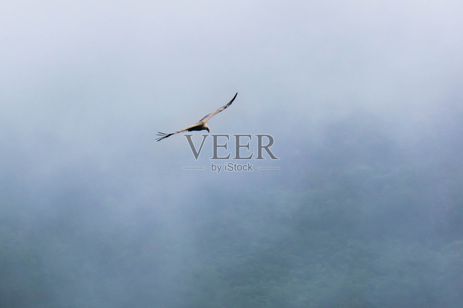 秃鹰在野外的飞行照片摄影图片