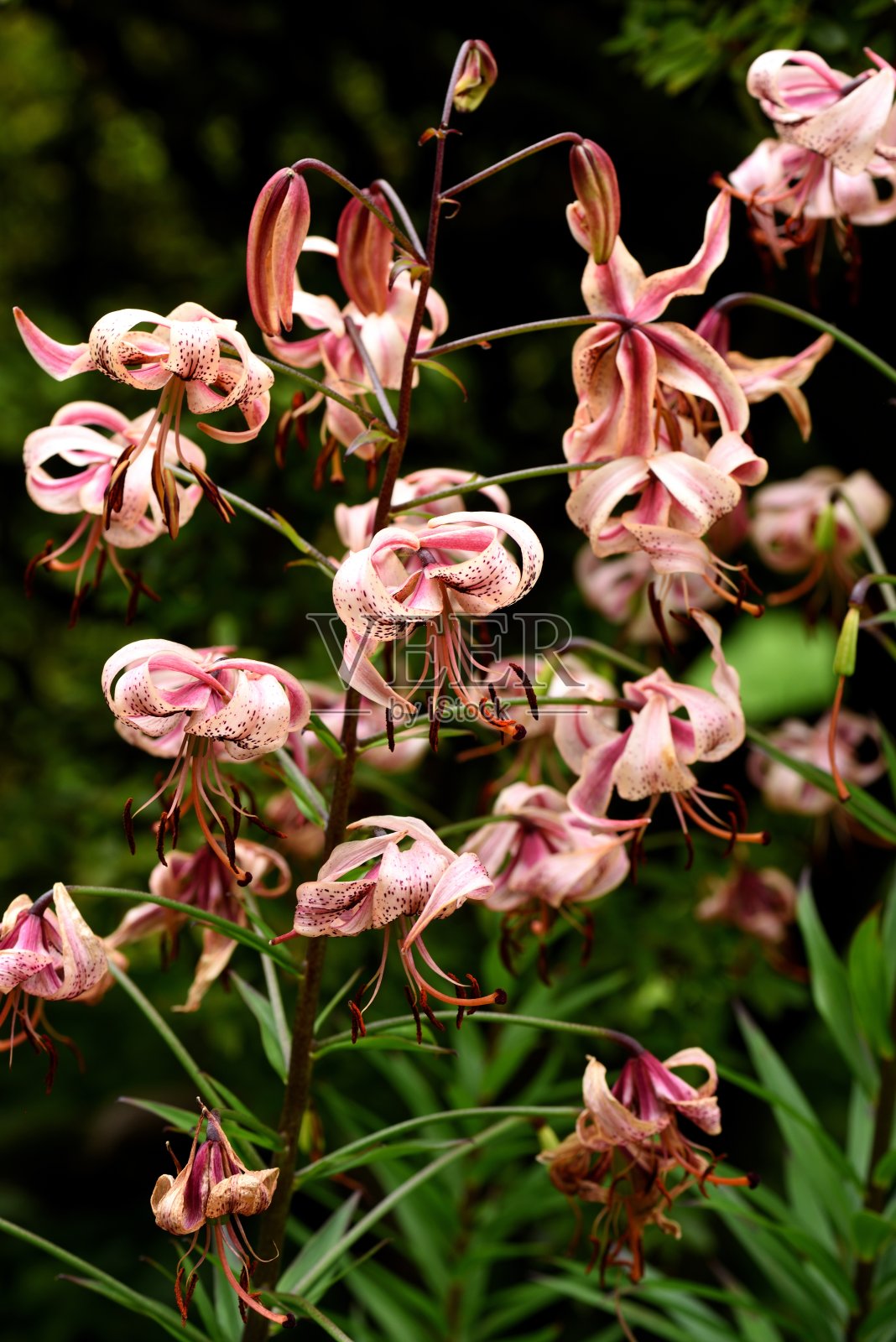 玛丽北莉莉照片摄影图片