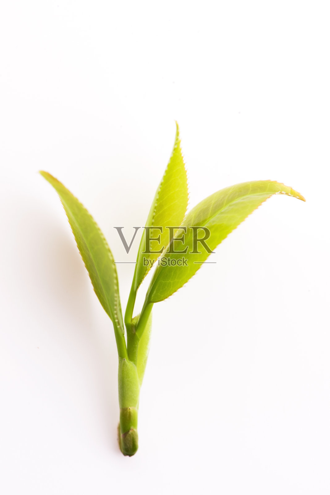 新鲜茶叶上白照片摄影图片