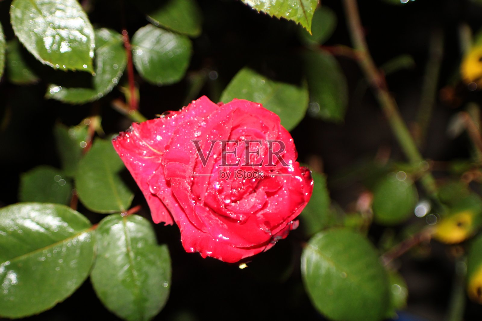 单瓣的红玫瑰在雨夜盛开照片摄影图片