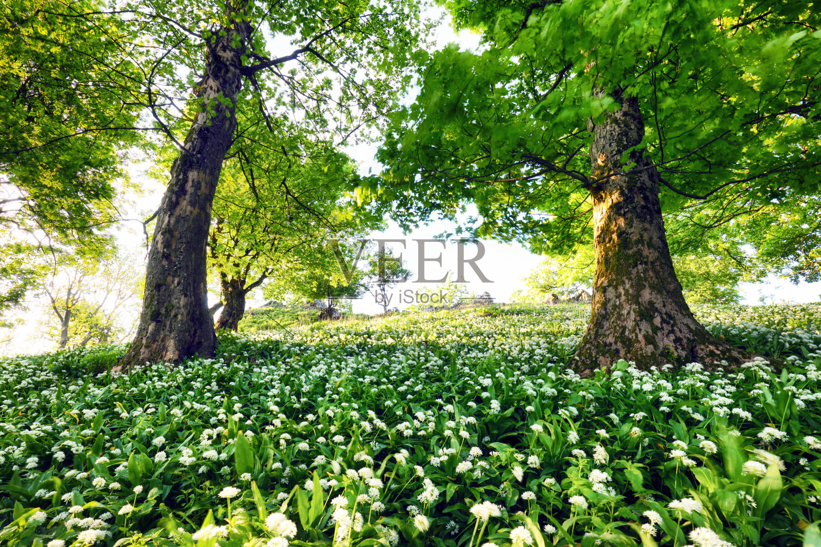 森林深处的白花或野蒜。照片摄影图片