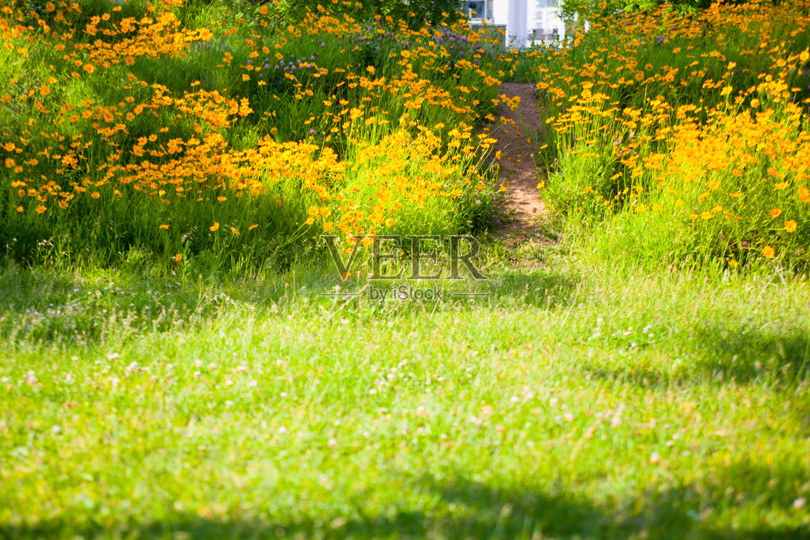 华丽的路径。照片摄影图片