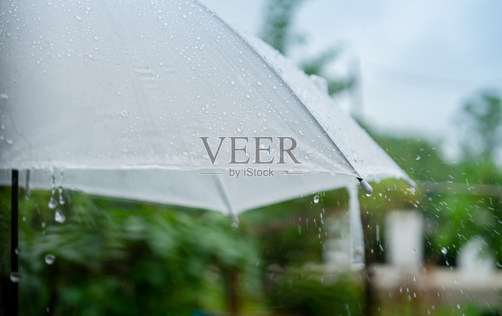 雨点在雨季落在白色的伞上照片摄影图片