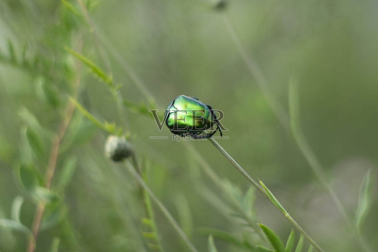绿色甲虫在田野的野生药草中照片摄影图片