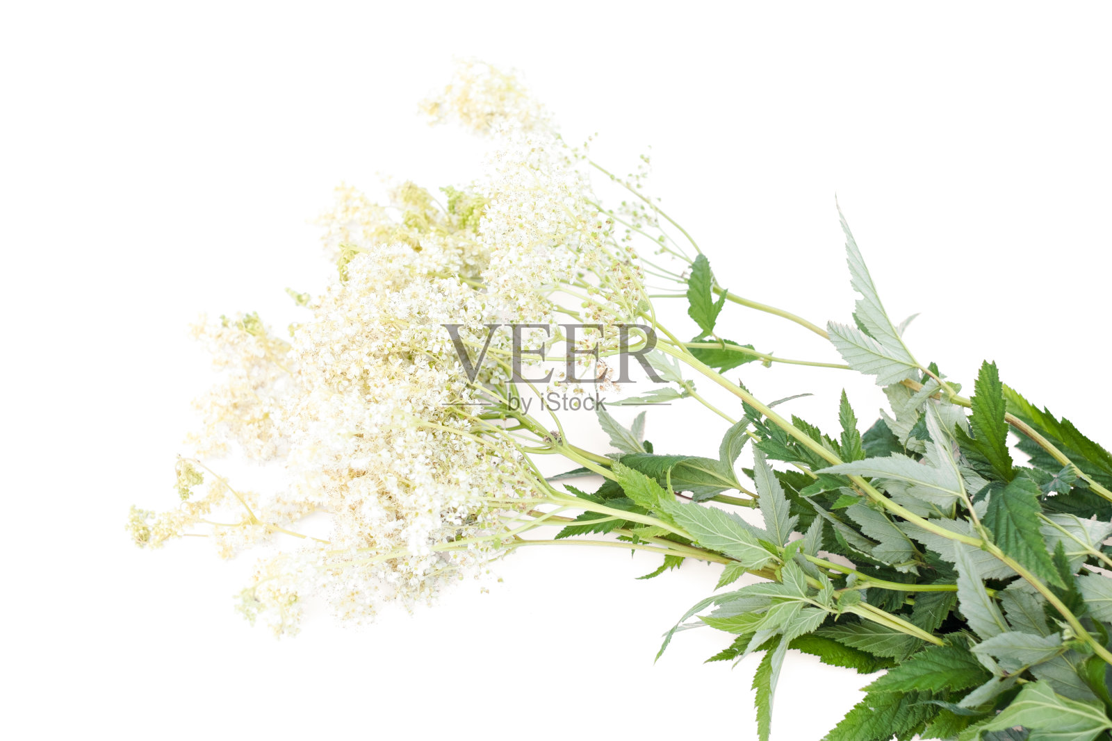 绣线菊属植物。芳香白花，味甜。民间医学中强大的天然治疗者。照片摄影图片