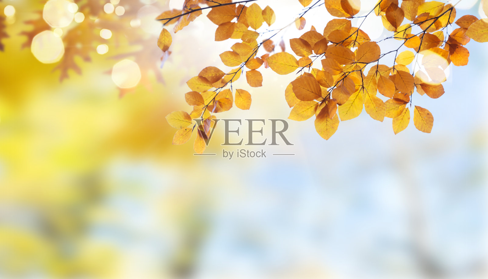 充满活力的秋天树叶照片摄影图片