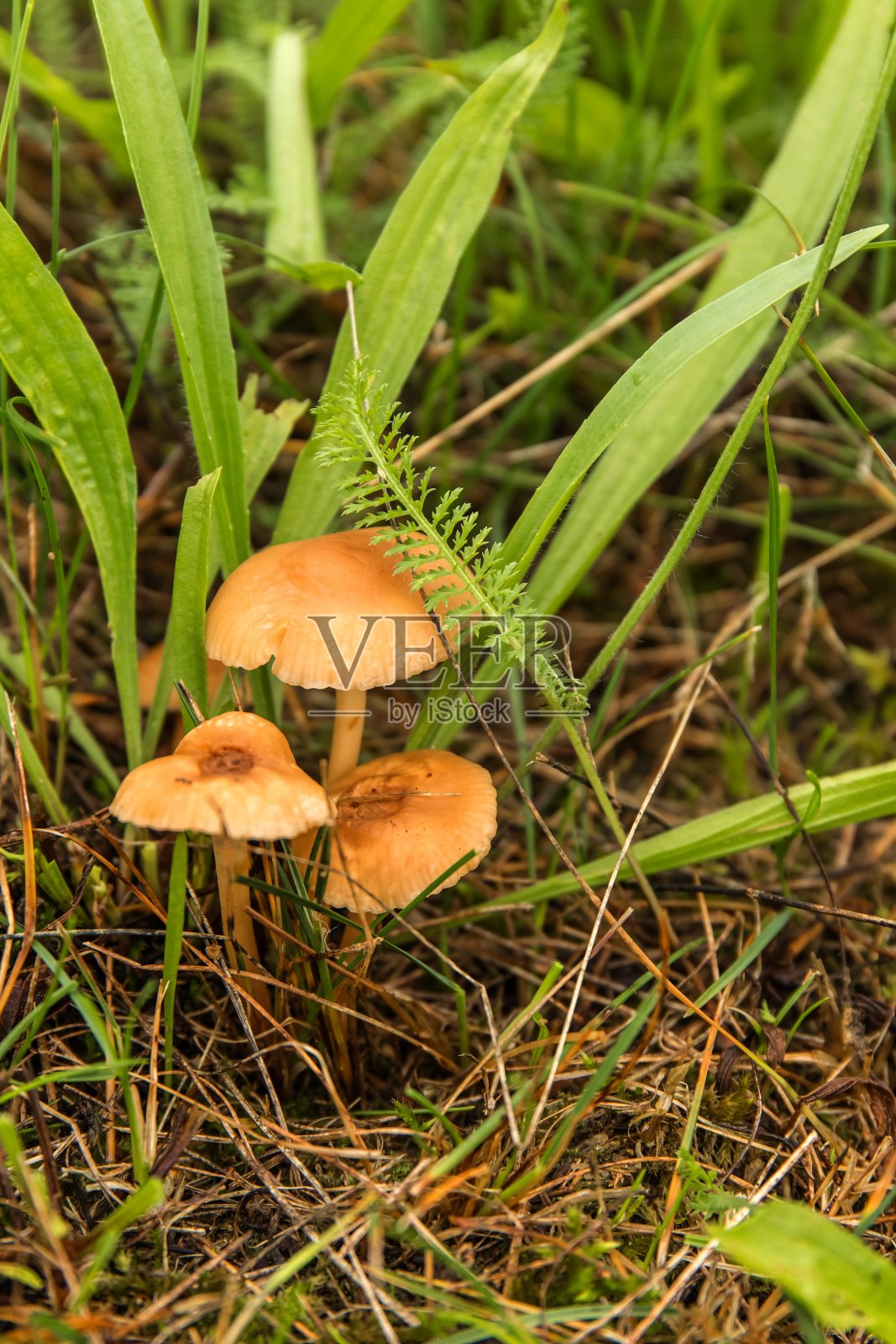 草甸中的食用蘑菇(Marasmius oreades)。苏格兰帽子。仙女戒指蘑菇。收集蘑菇。照片摄影图片