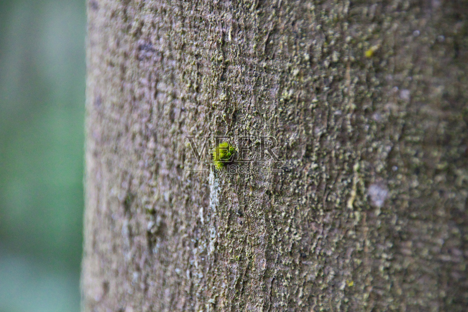 苔藓指的是树皮照片摄影图片