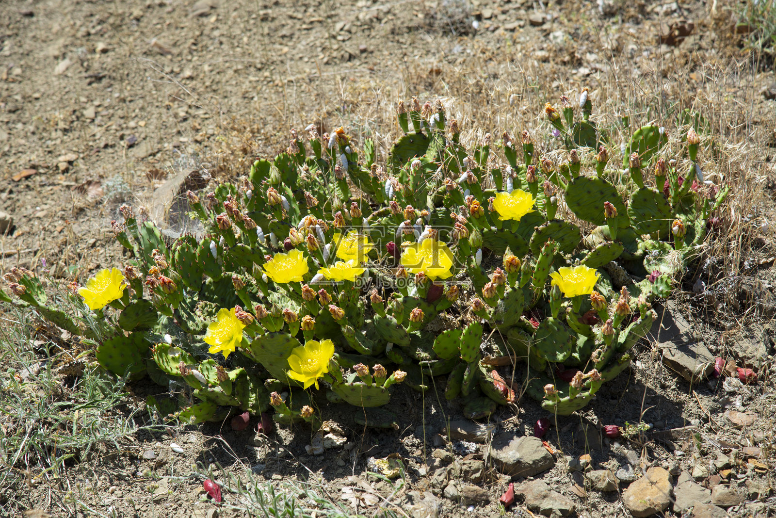 森林里开花的仙人掌照片摄影图片