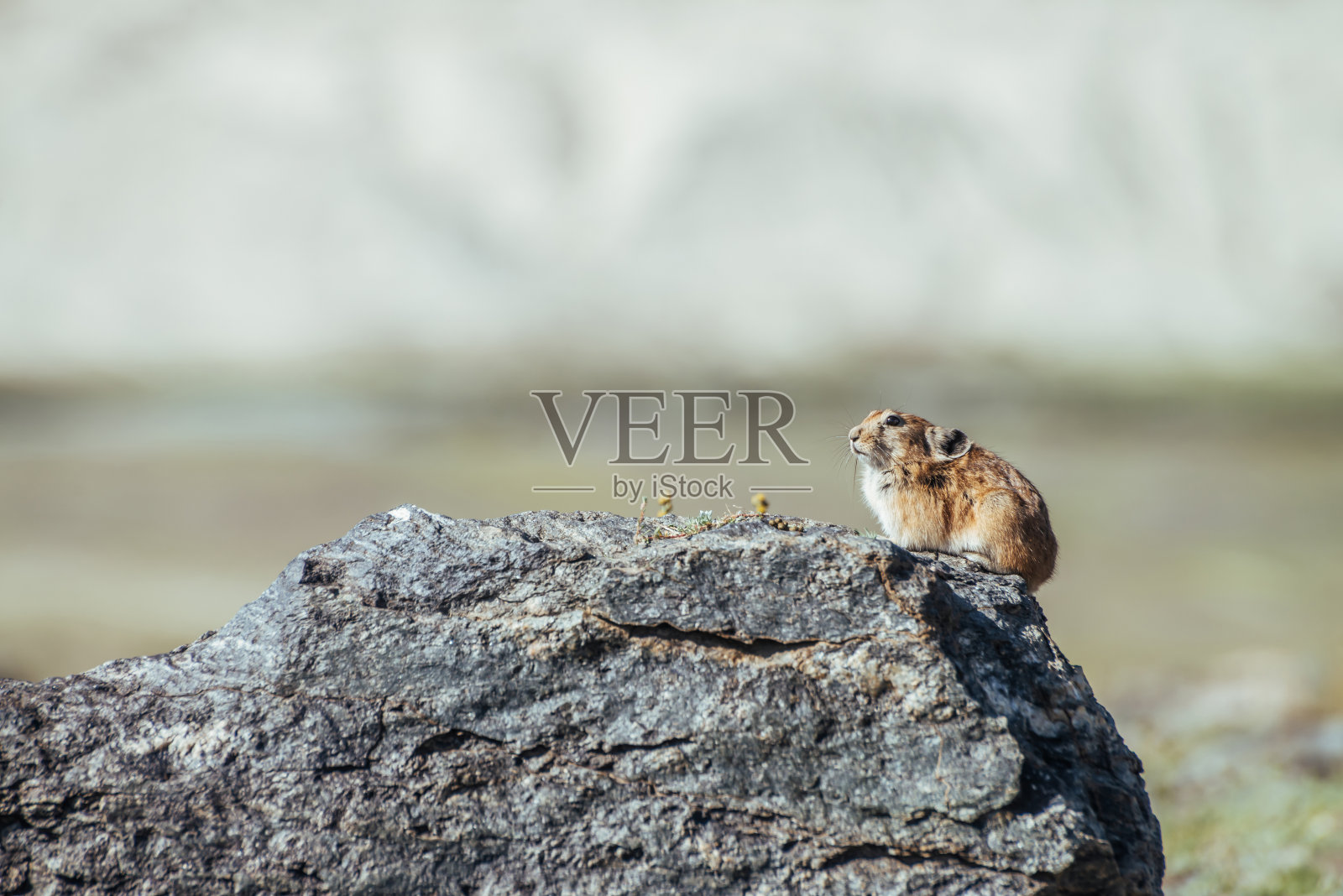 自然照片摄影图片