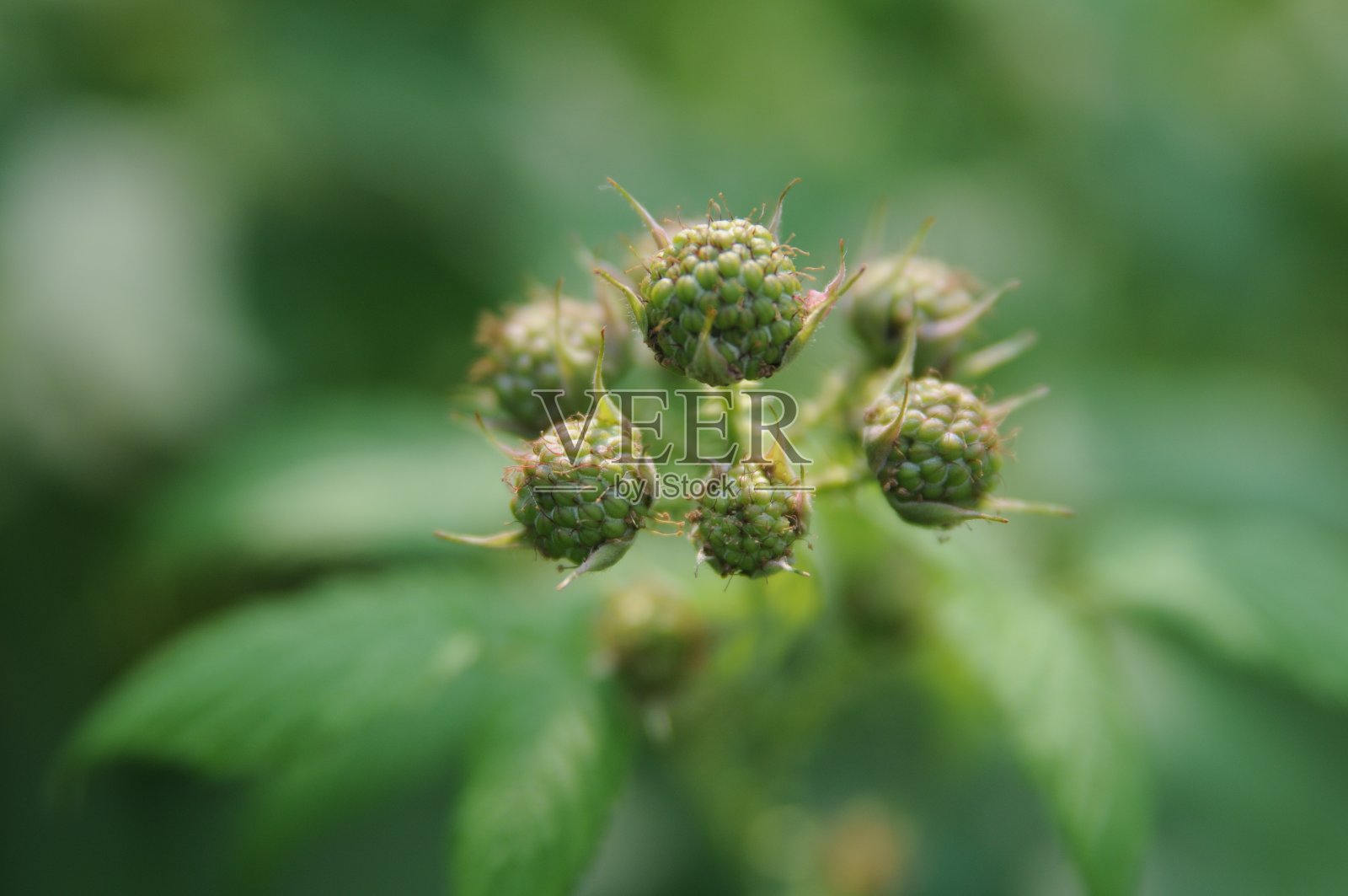 生模拟浆果照片摄影图片