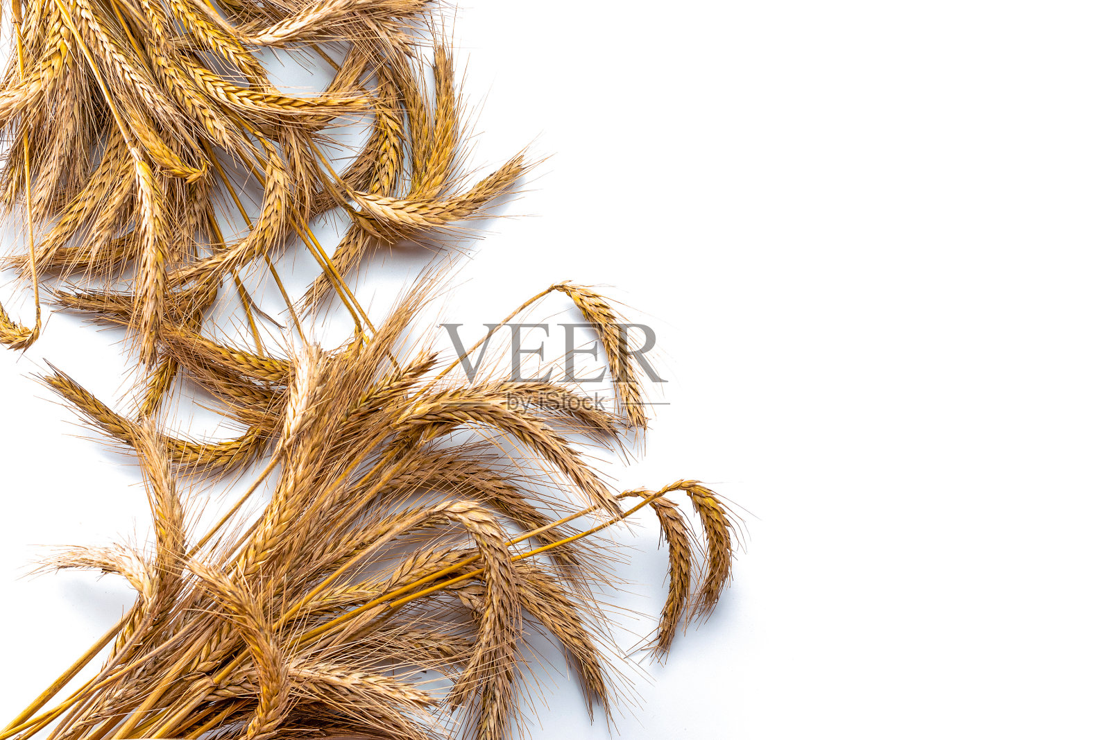 谷物小麦,燕麦。整个，大麦，收获的小麦芽。小麦穗子或黑麦穗子植株孤立在白色背景上，作谷物面包粉。顶视图,断路。照片摄影图片