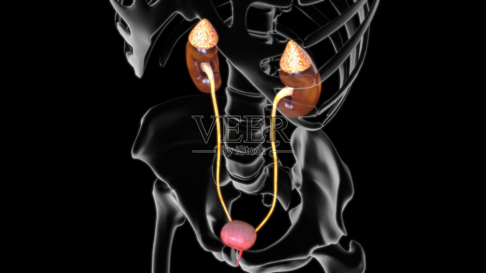 3D插图女性泌尿系统的医学概念照片摄影图片
