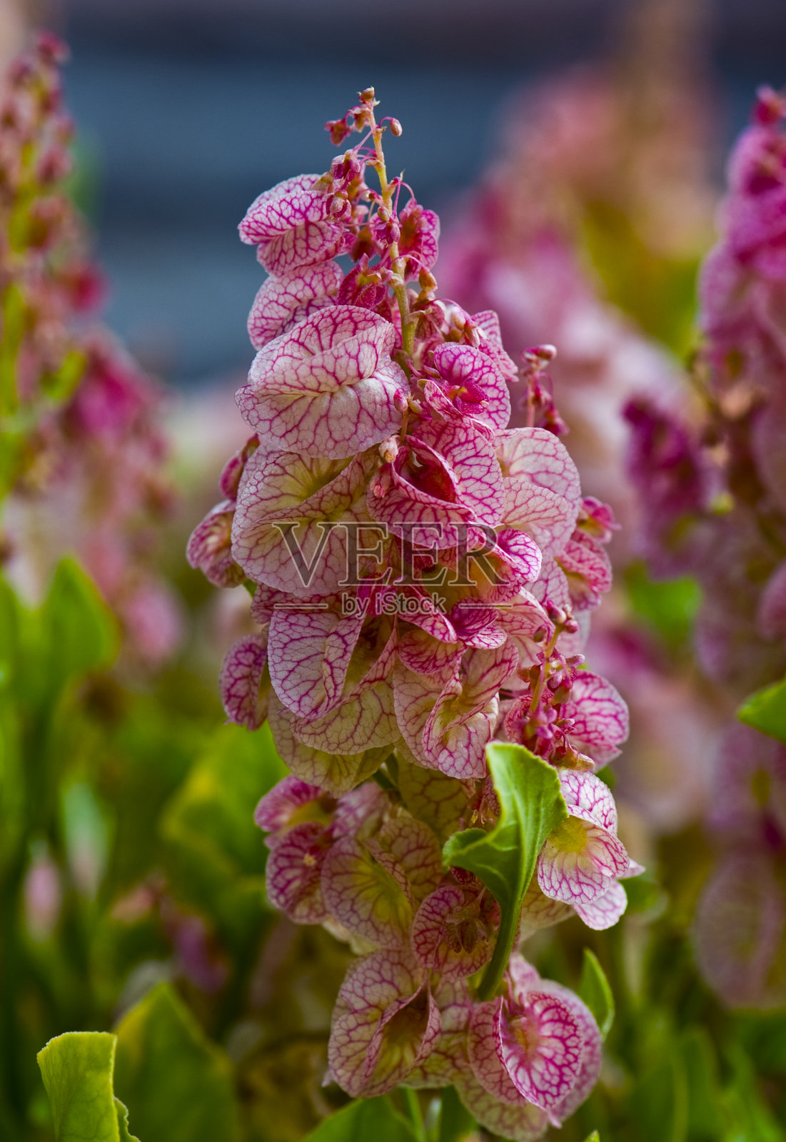 Rumex花照片摄影图片