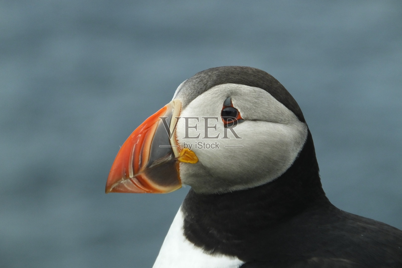 大西洋海雀(北极兄弟)肖像脸在法罗群岛(Mykines岛)照片摄影图片