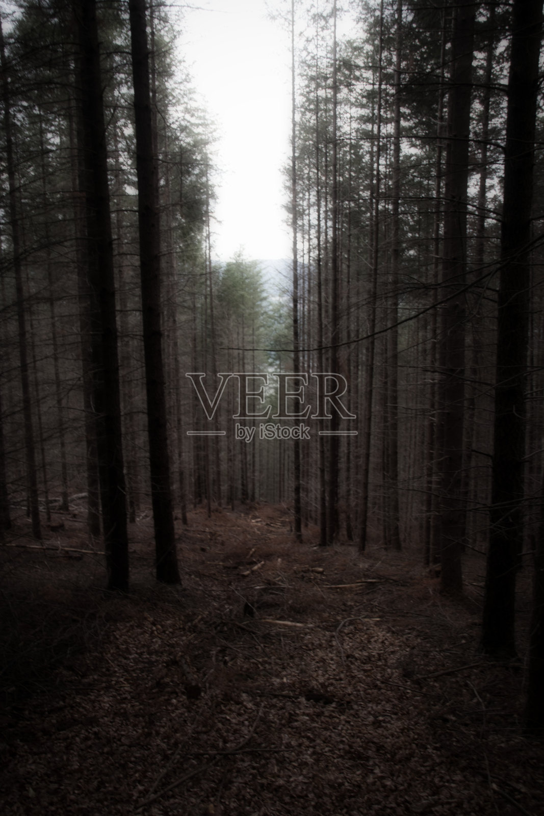 在普法尔茨的怪异森林照片摄影图片