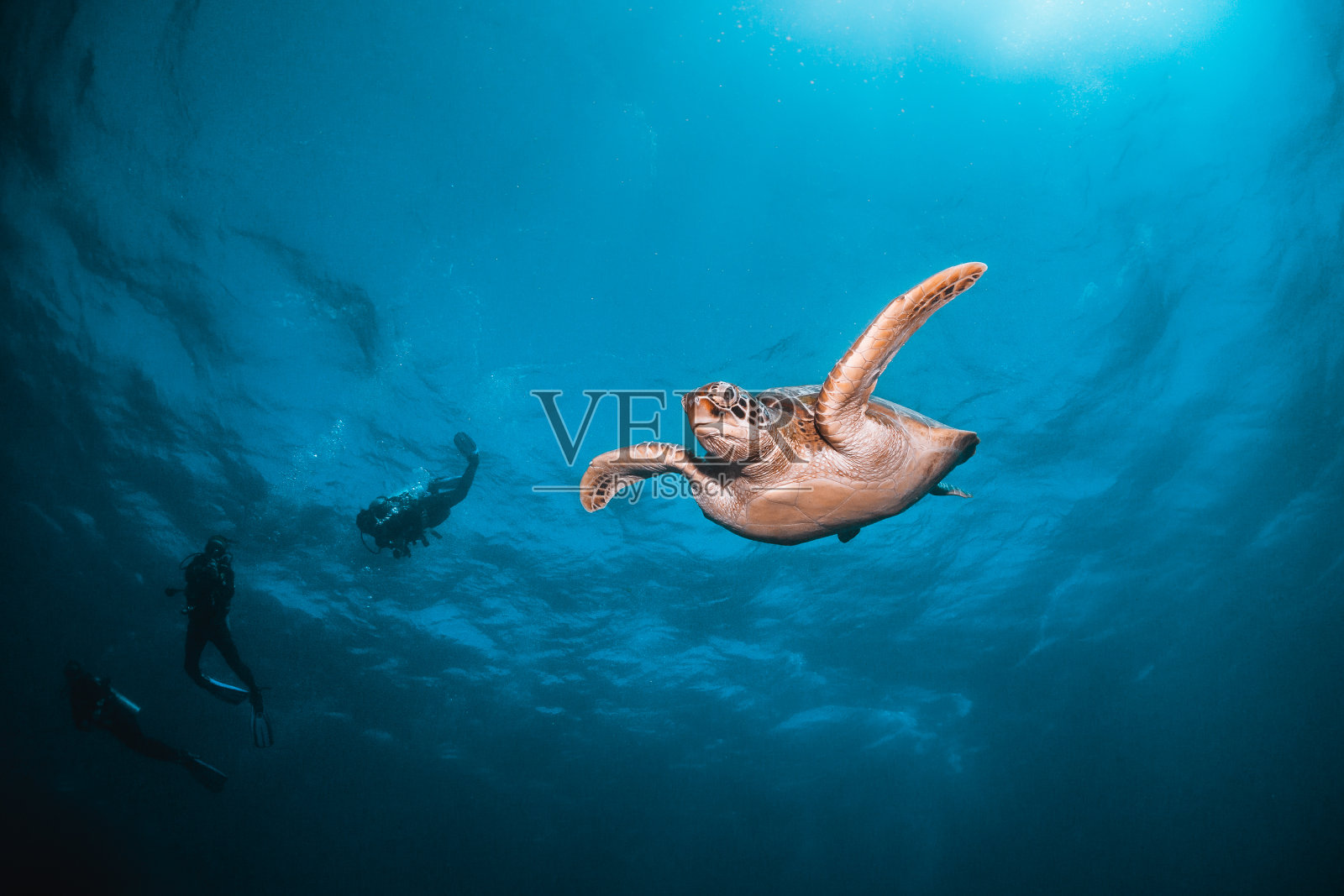 海龟在五彩缤纷的珊瑚礁中游泳照片摄影图片