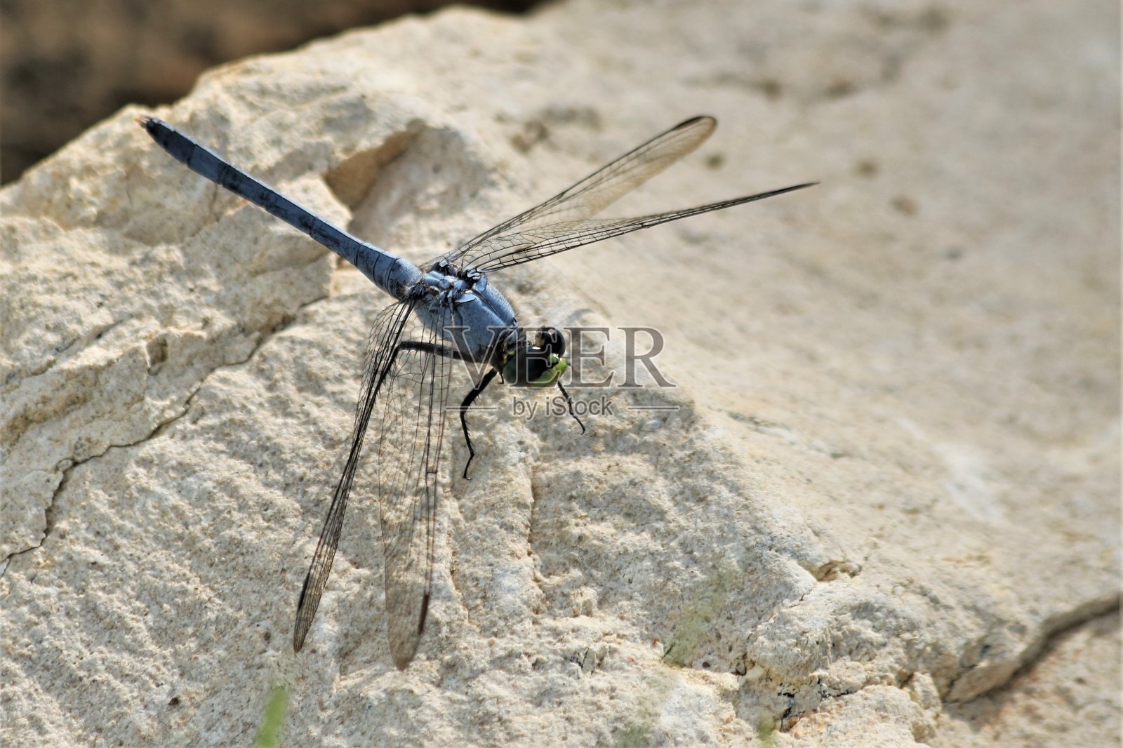 白岩上的雄性东方斑鹰蜻蜓照片摄影图片