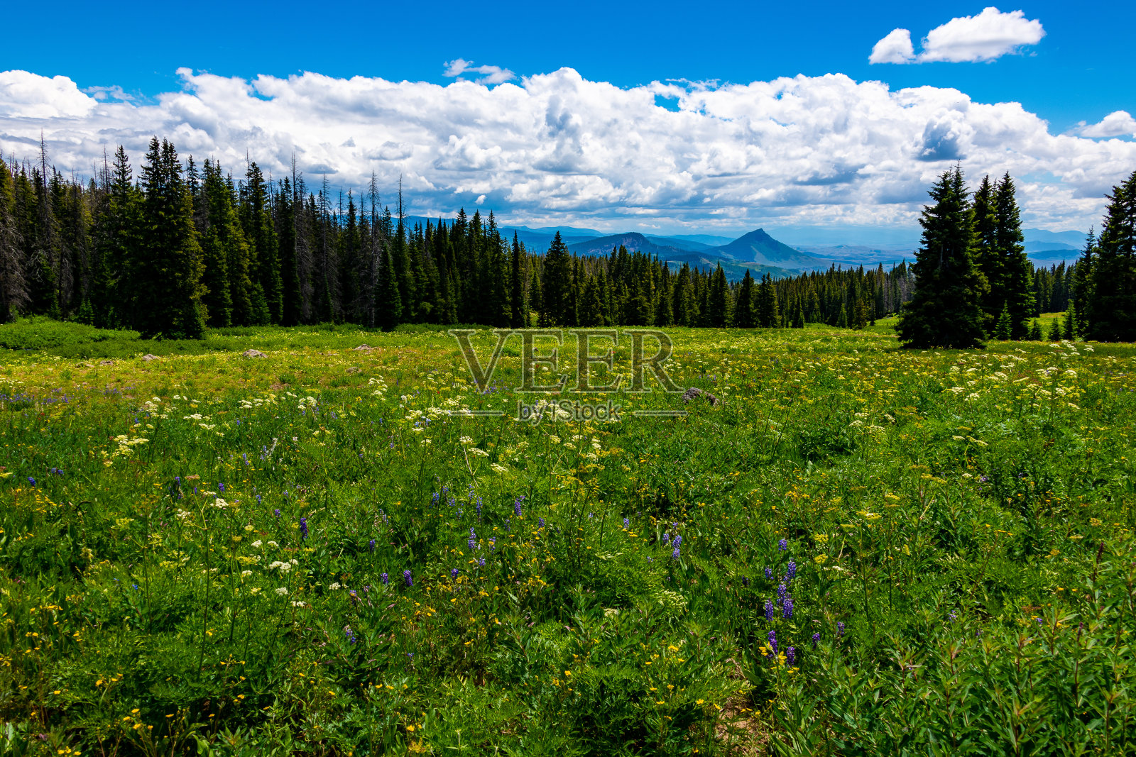 野花和兔子耳朵岩层照片摄影图片