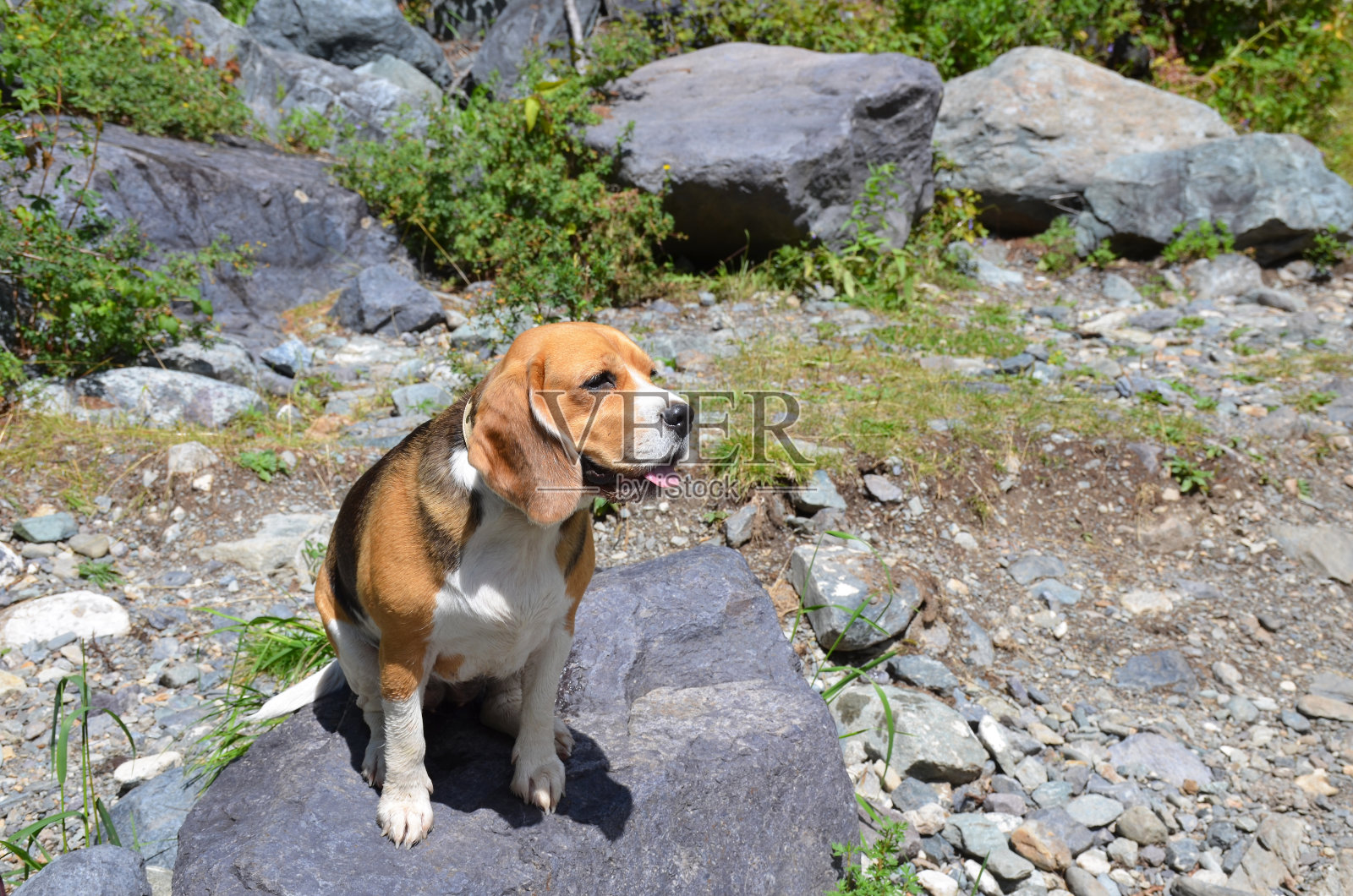 纯种犬bigul夏天坐在一块石头上照片摄影图片