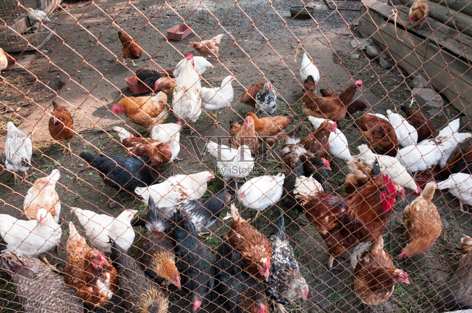 农场，夏天的时候院子里有很多不同的鸡照片摄影图片