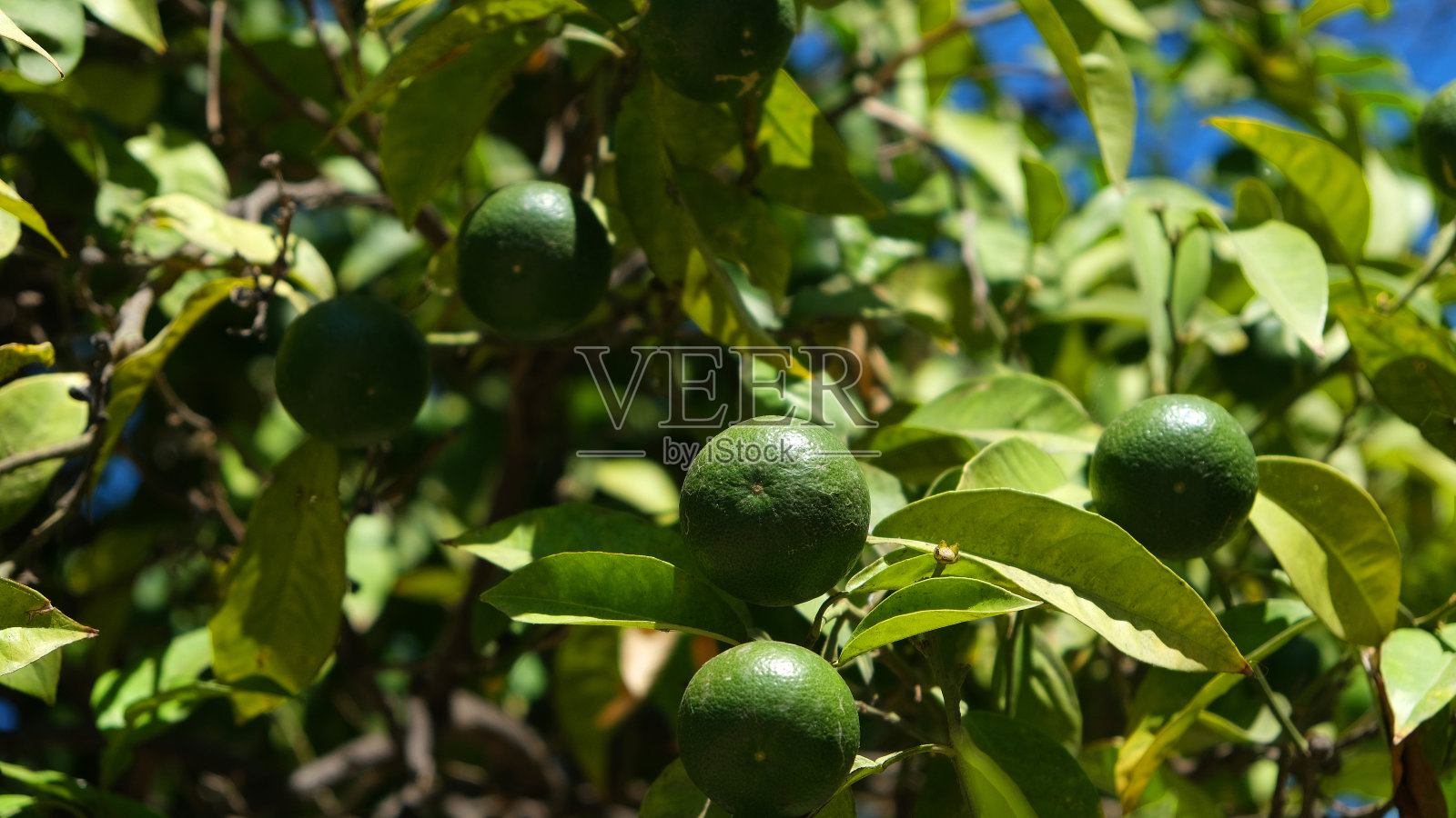 有未成熟果实的桔子树照片摄影图片