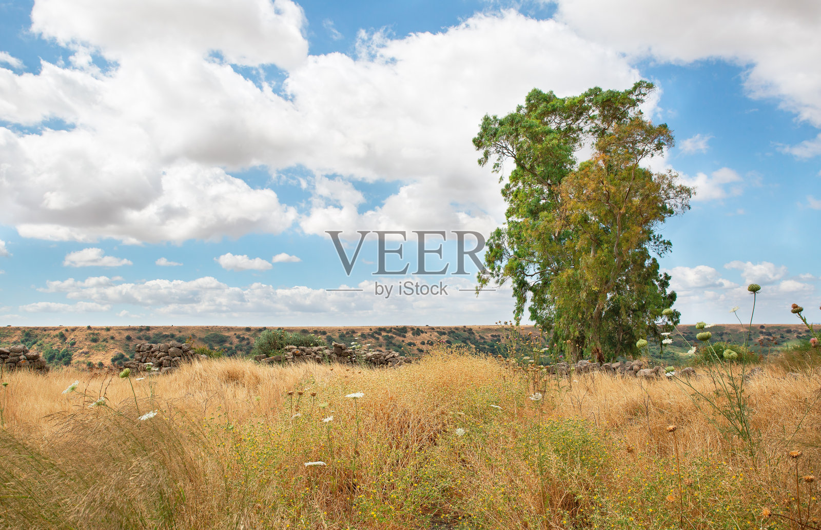 美丽云朵下的黄色田野照片摄影图片