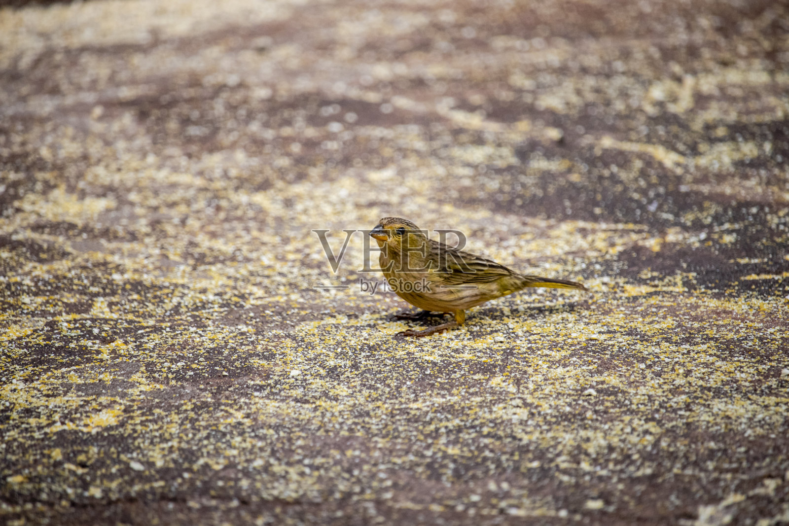 一只美丽的雌金丝雀在地上吃着玉米粒照片摄影图片