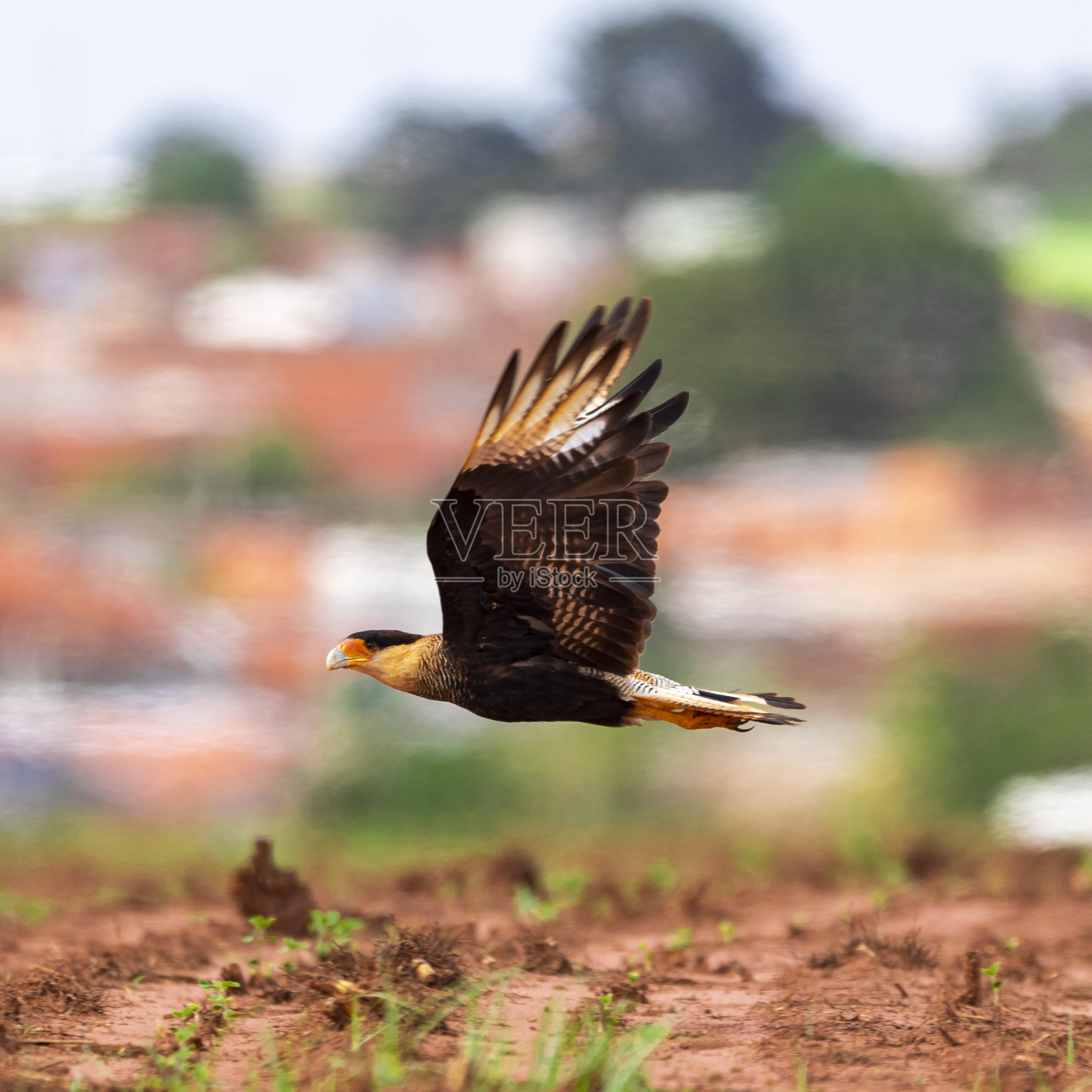 Carcará, caracará or carancho is a species of bird of prey in the falconid family. Measures up to 60 cm in height and its wingspan reaches 123 cm. Inhabits the center and south of all of South America照片摄影图片