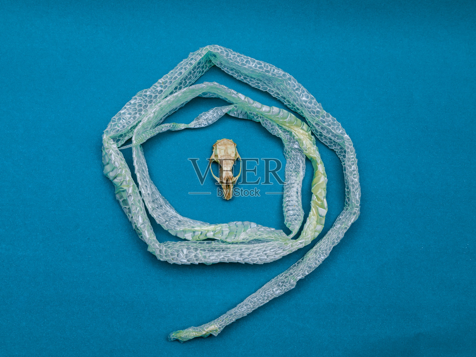 蛇皮与鼠颅骨交换，蜕皮，蛇类，爬行类照片摄影图片