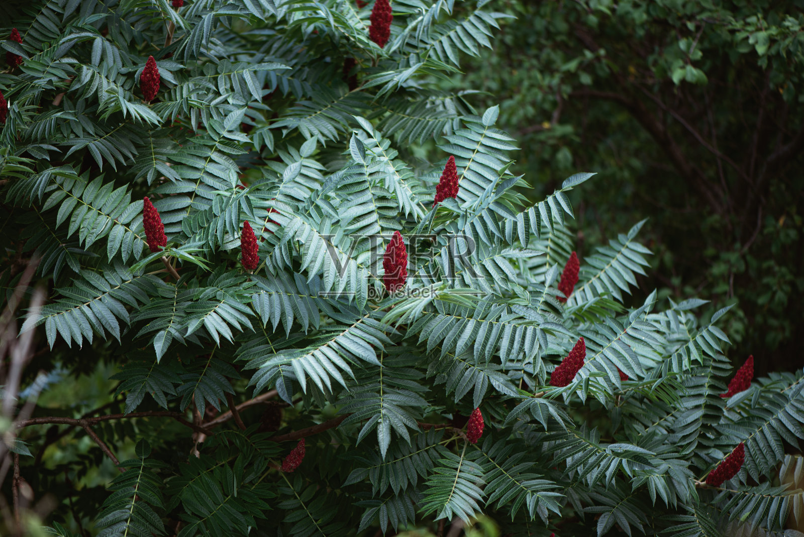 鹿角漆树-梧桐树-蕉科照片摄影图片