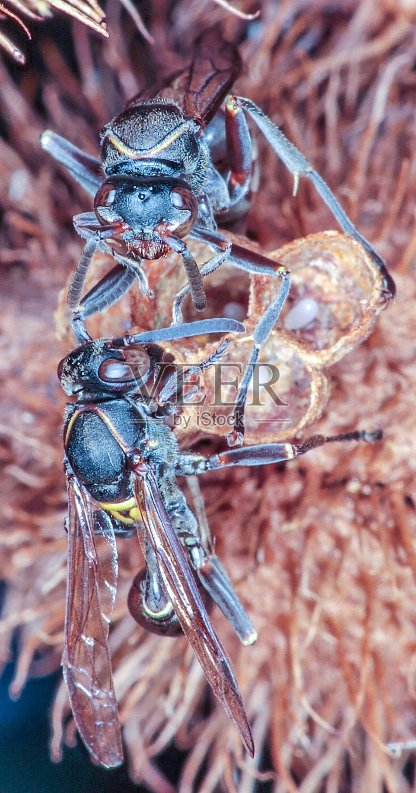 蜂巢里有蜂鸟，蜜蜂照片摄影图片
