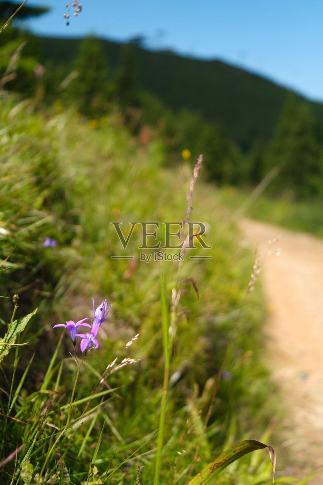 风景优美的山路，可饱览塞尔维亚著名滑雪胜地科帕尼克国家公园的美景照片摄影图片