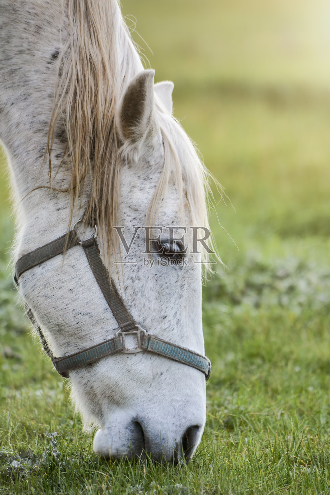 白马特写照片摄影图片