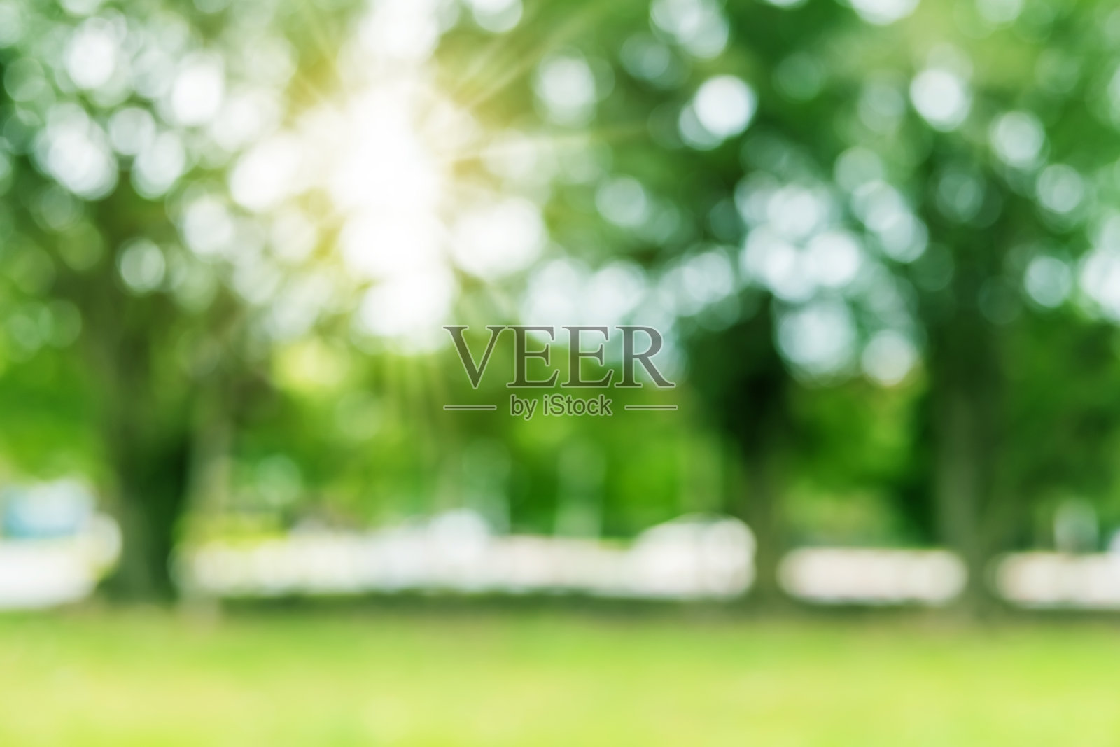 公园里的树照片摄影图片