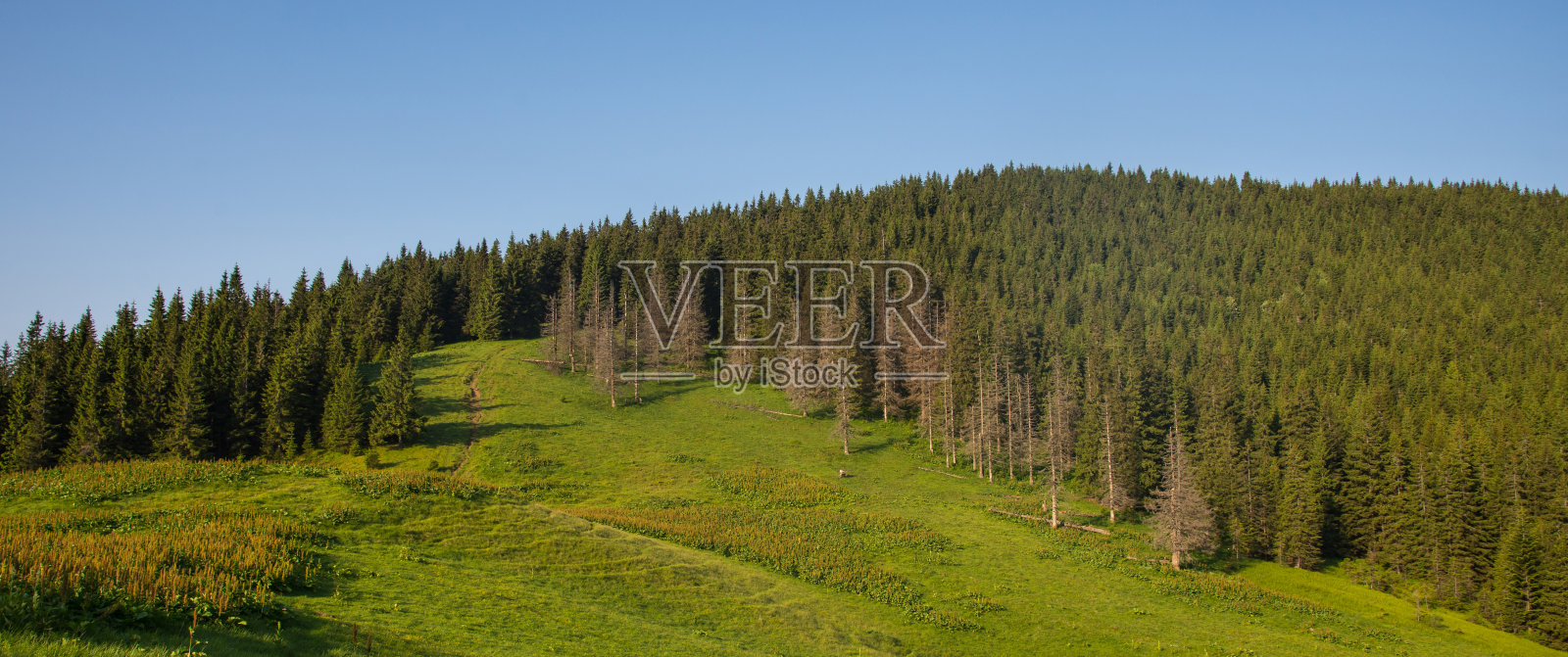 喀尔巴阡山脉的夏季景观照片摄影图片