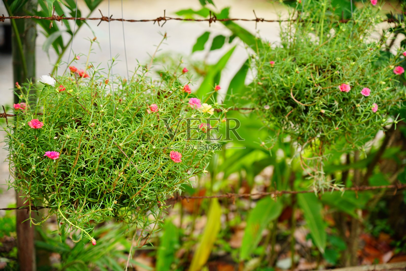 普通马齿苋或Pusley照片摄影图片