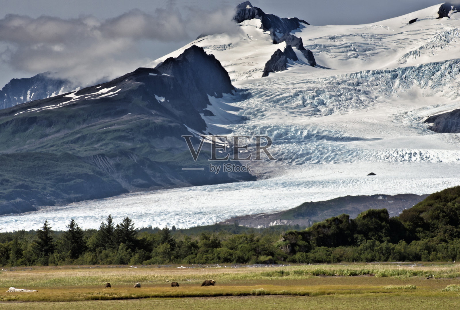 棕熊妈妈和小熊在冰川附近照片摄影图片
