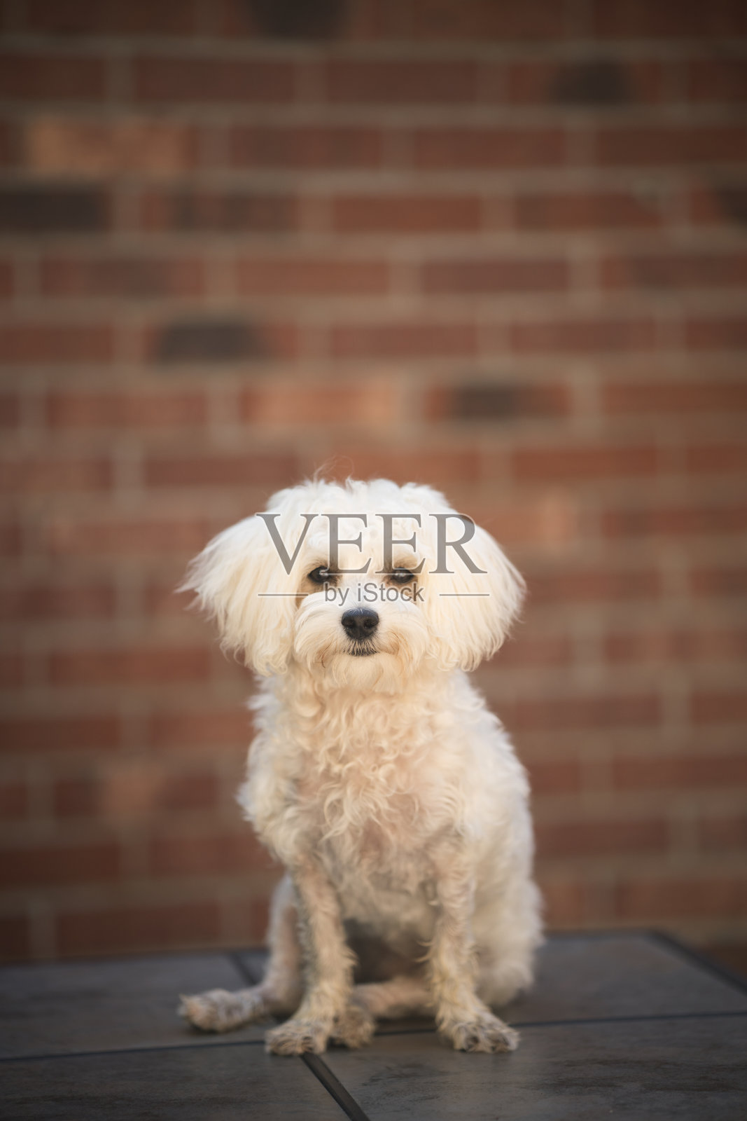 后,美容师照片摄影图片