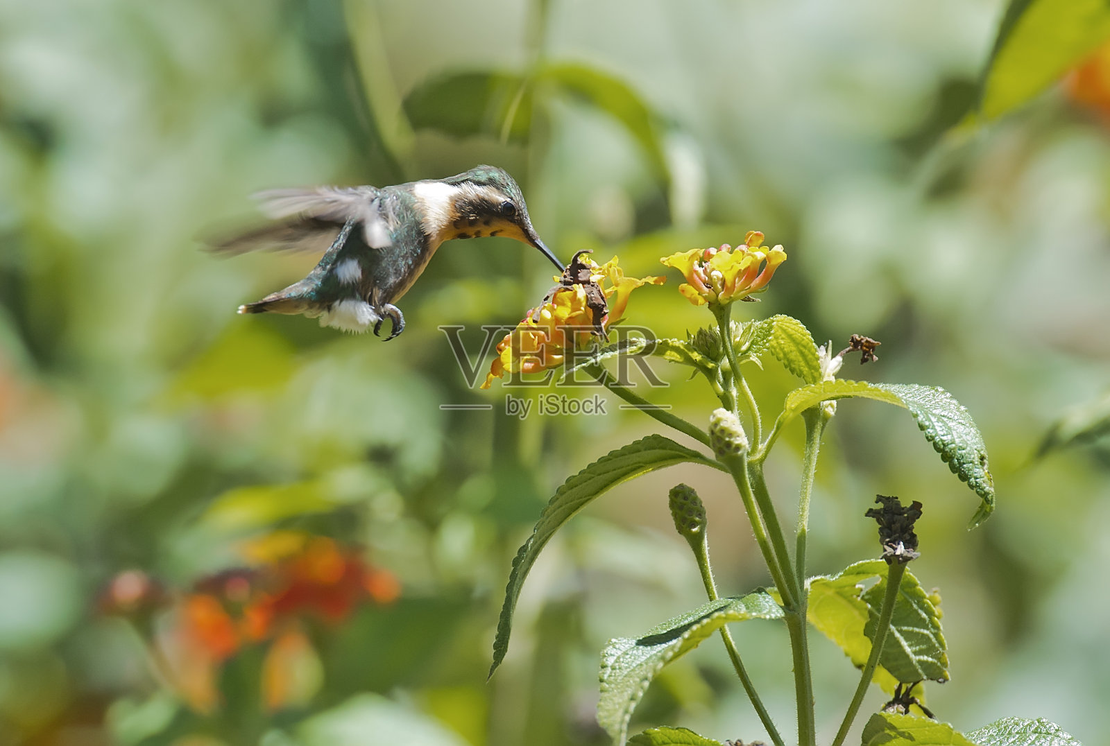 秘鲁安第斯山脉的一只木星蜂鸟照片摄影图片