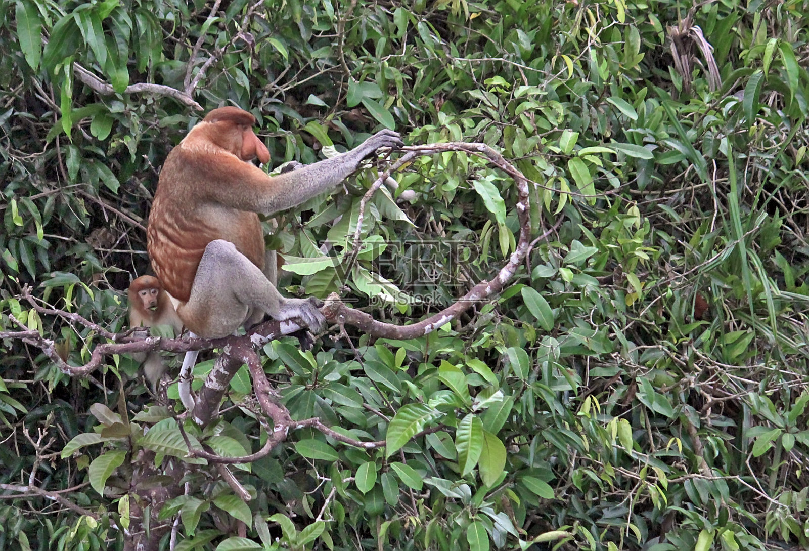 长鼻猴公与幼猴照片摄影图片
