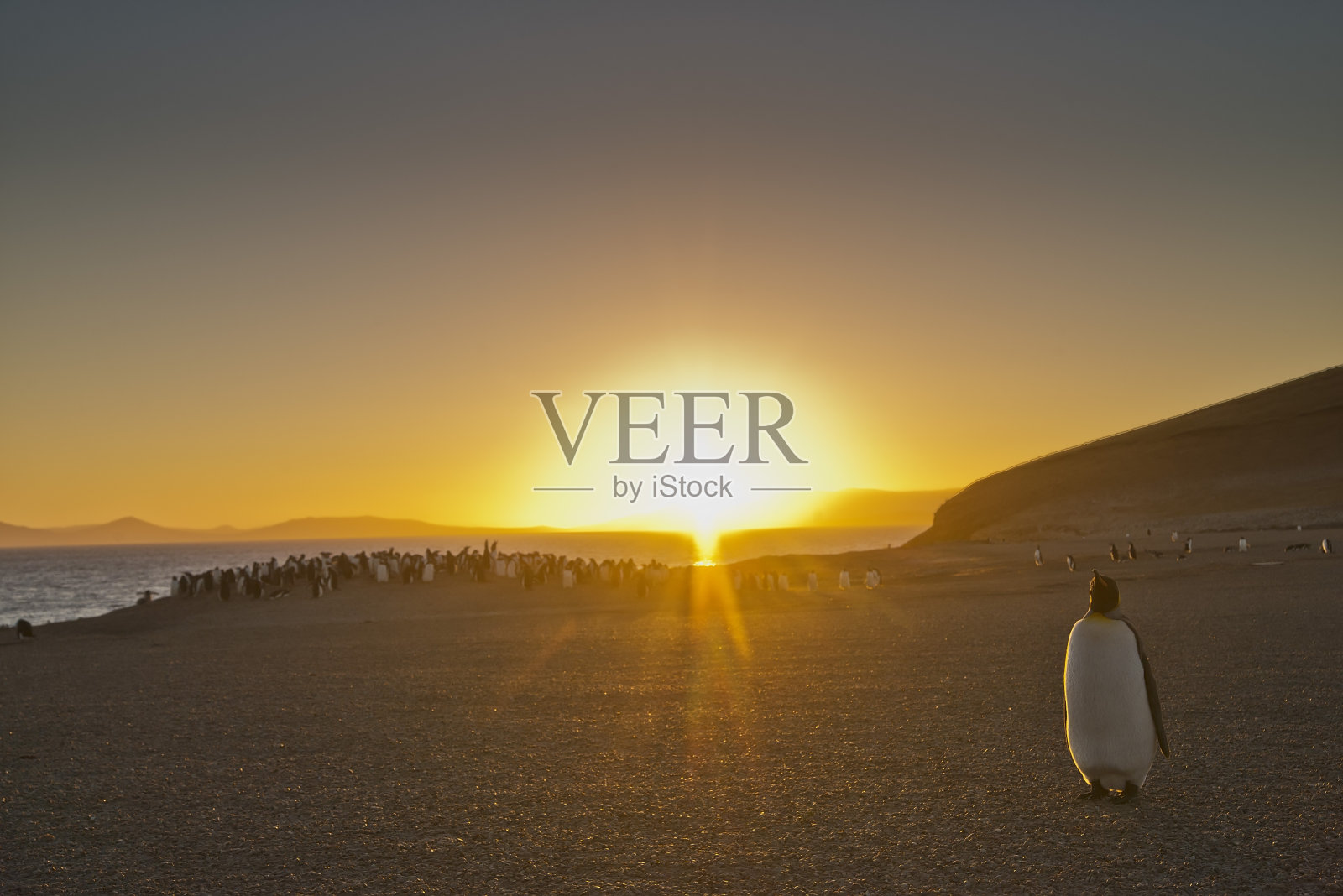 日落时分，一只帝企鹅在巴布亚企鹅群附近照片摄影图片