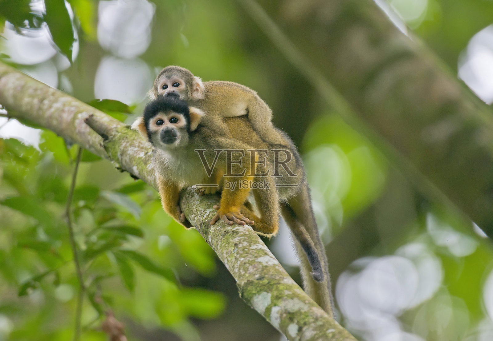 背上躺着婴儿的松鼠猴照片摄影图片