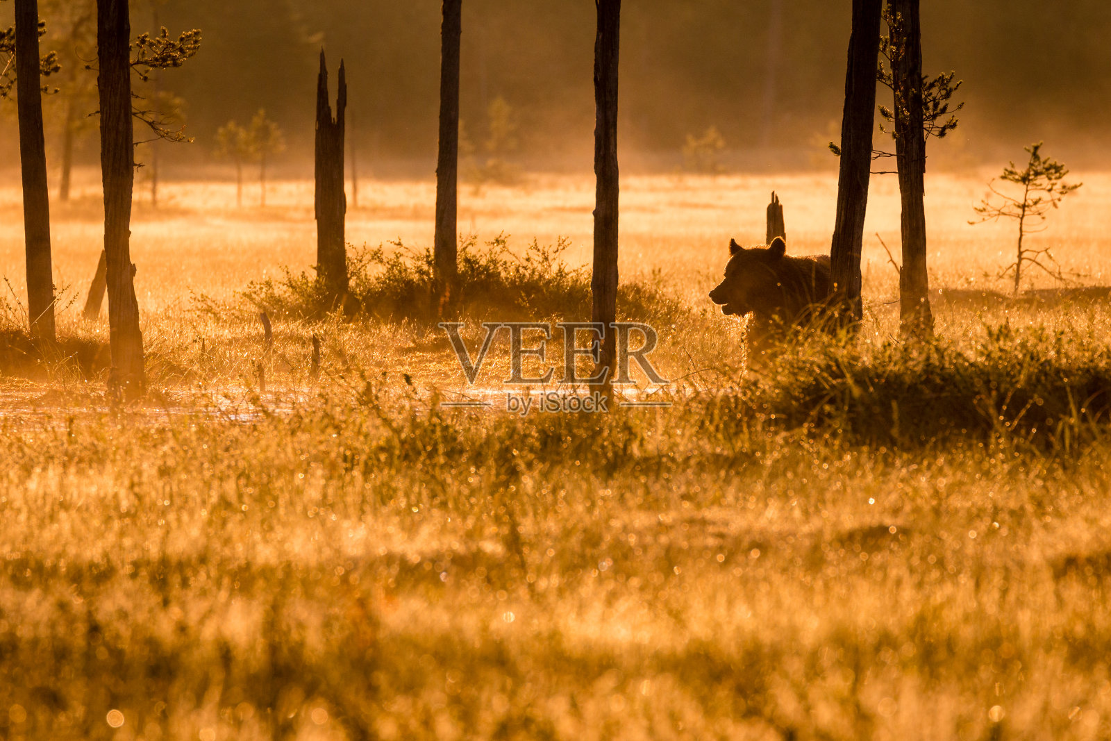 晨雾中的熊照片摄影图片