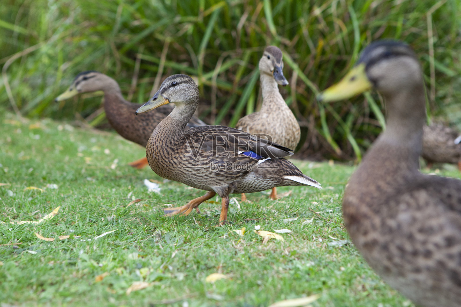 野鸭在池塘边的草地上照片摄影图片
